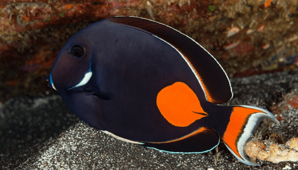 Exotic And Rare Saltwater Fish: Meet The Elusive Marine Wonders 