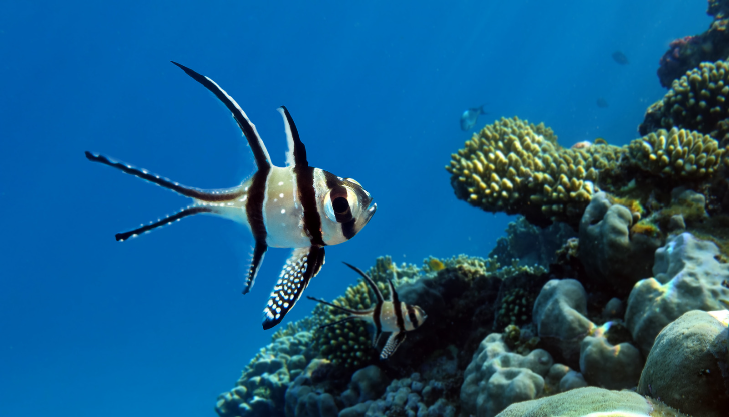 Banggai Cardinalfish