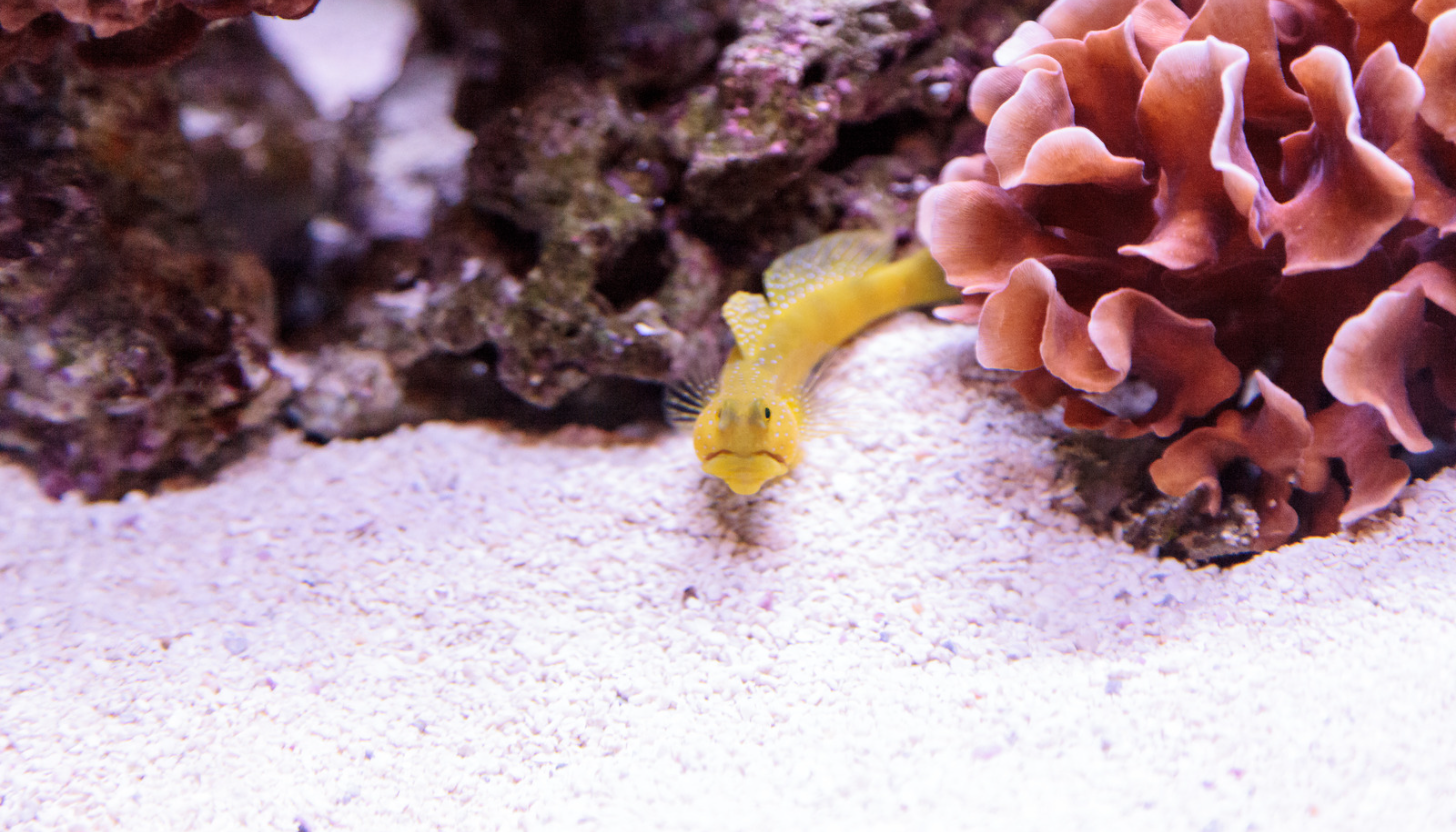 Blue Spot Jawfish