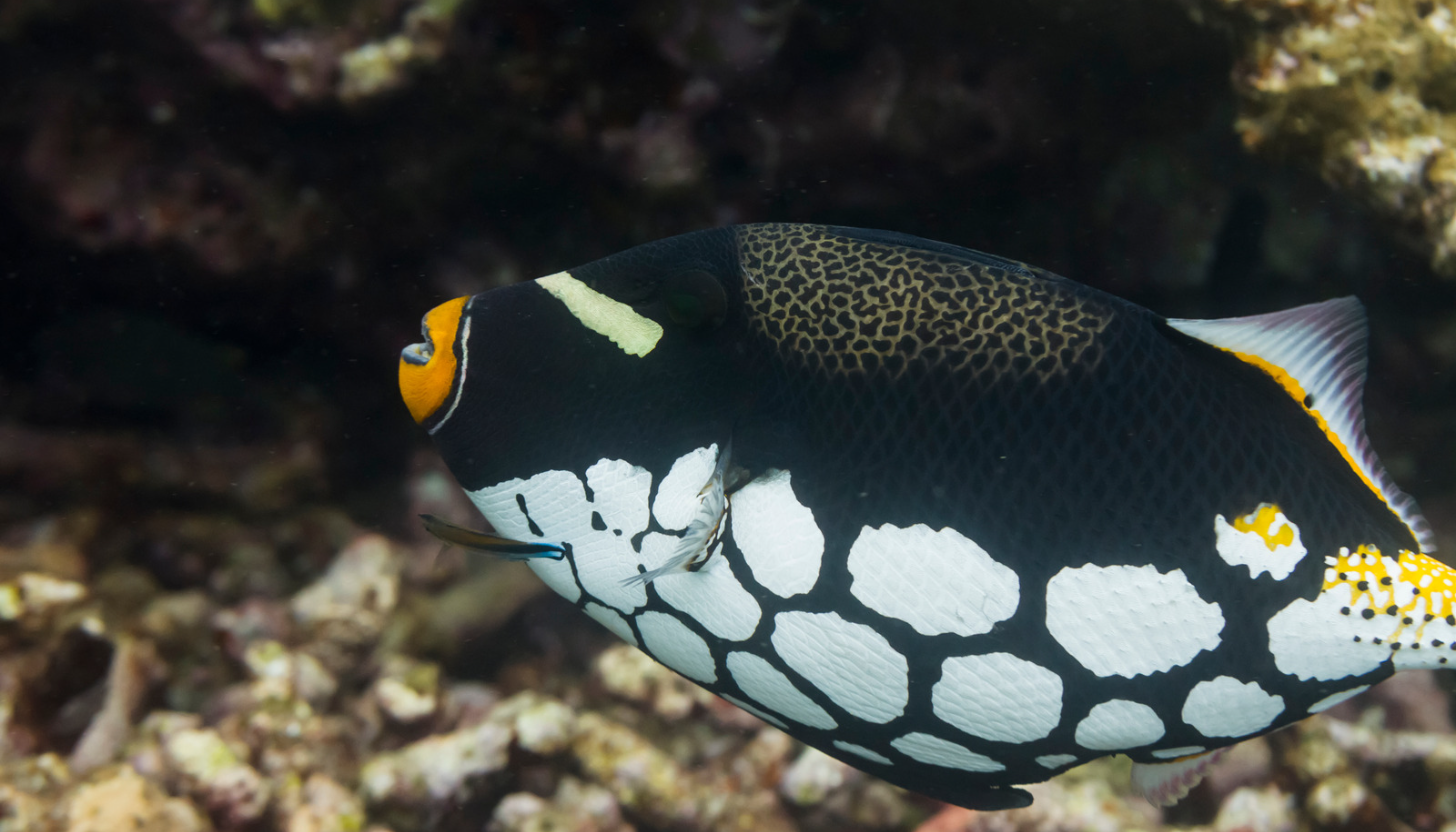 Clown Triggerfish