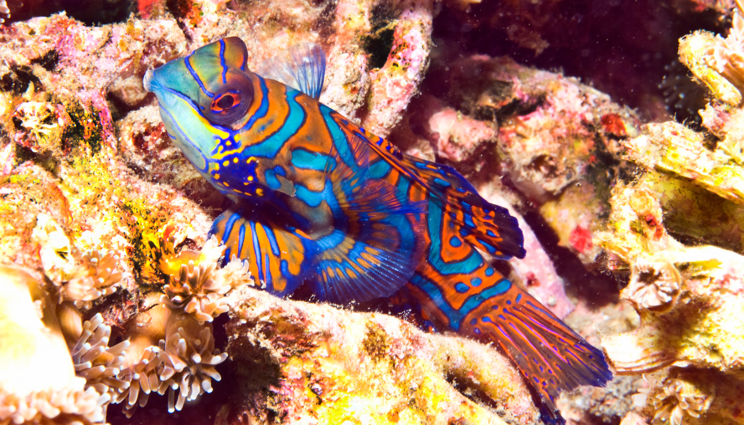 Mandarinfish