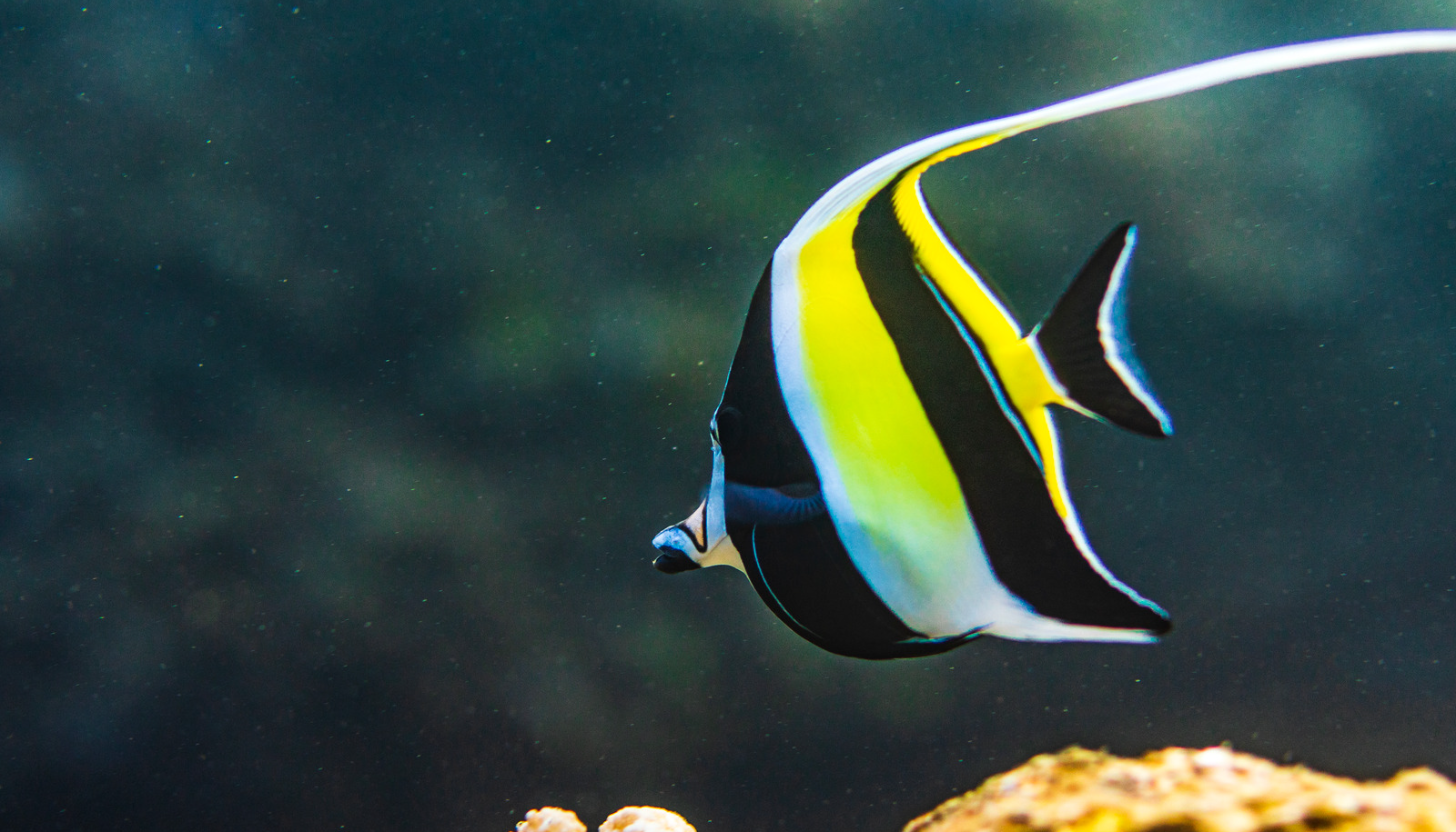 Moorish Idol