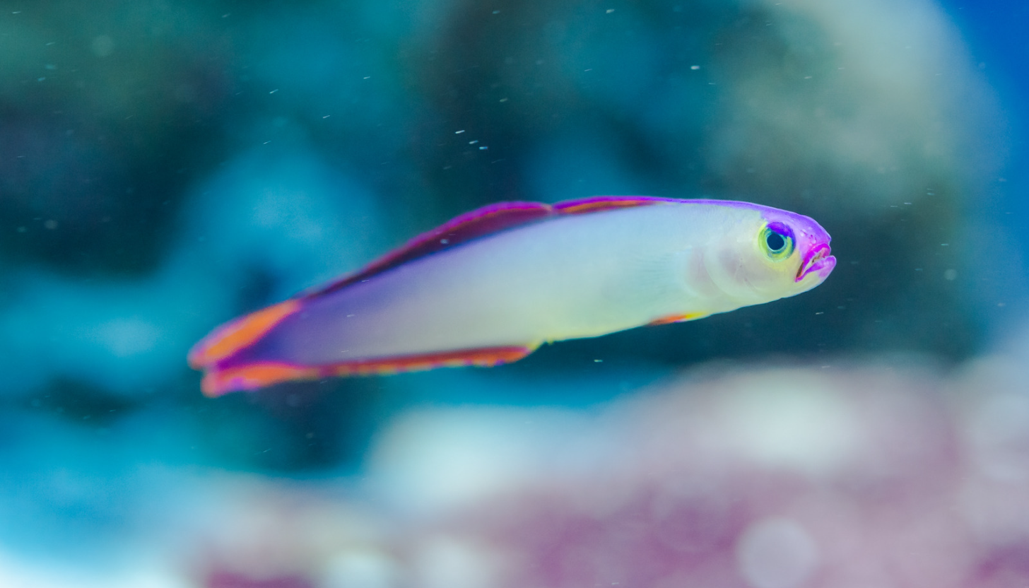 Purple Firefish