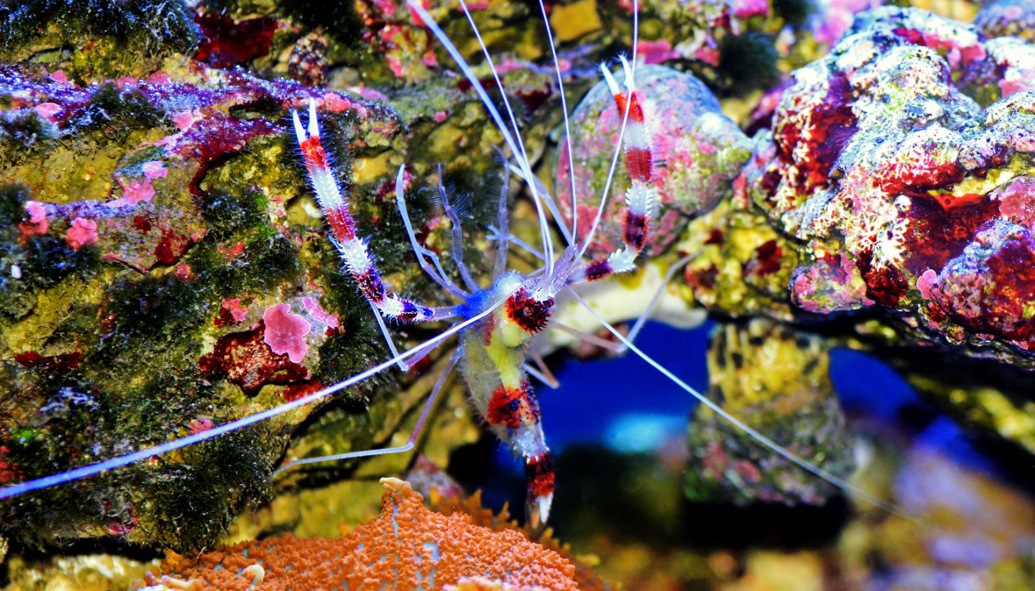 Banded Coral Shrimp