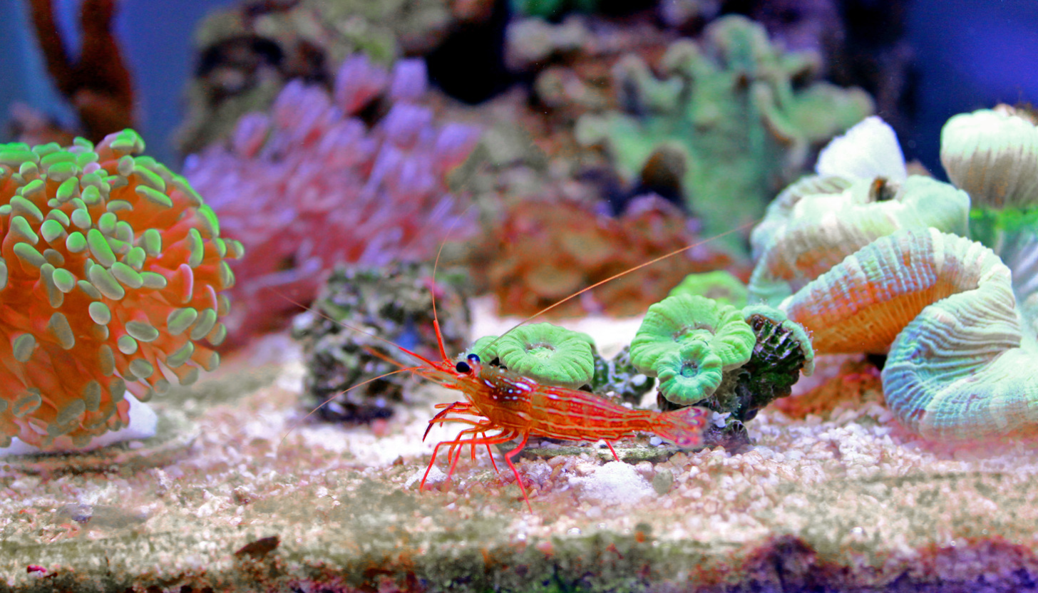 Peppermint Shrimp